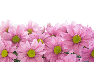 Beautiful bright pink chamomile (Matricária) on a white isolated background close up