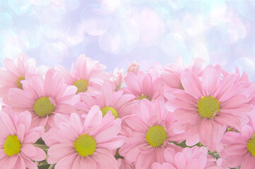 Beautiful bright pink daisies (Matricária) on a background of pink, white, blue bokeh close-up
