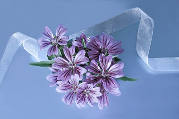 Beautiful bouquet of lilac flowers with white ribbon on a blue background close up