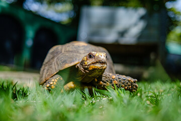 Turtle walking on grass