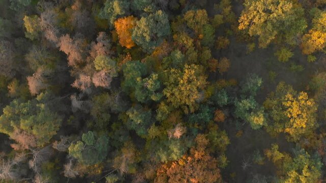 Top down view of autumn forest with colorful trees. Nature background.