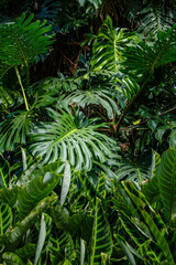 Green plants with big leaves