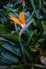 Orange Exotic flower