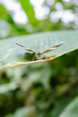 Front view of Butterfly