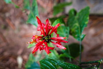 Top view of red flower