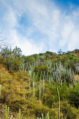 Obraz na płótnie Canvas Cactuses on the side of a mountain