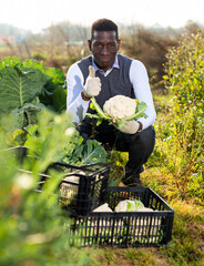 African-American man gathering in crops of cauliflower in his vegetable garden