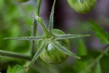 Getting close to the young green tomato protected by the spikes