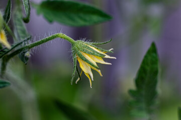 That's the yellow flower that will eventually become a green tomato