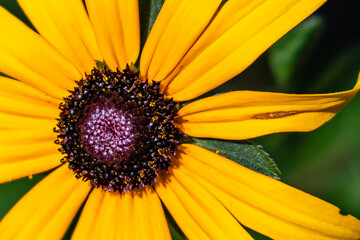 Very close view of the yellow flower and its center