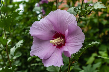 Purple hibiscus in sharp focus during a still time int he summer