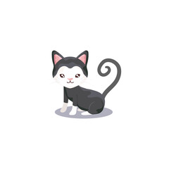 pet, cute cat animal domestic, white background