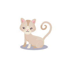 pet, little cat animal domestic white background