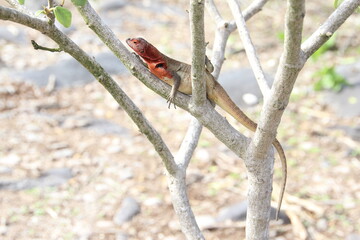 Lava lizard on the Galapagos Islands.