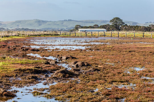 Damaged vegetation at a tidal saltmarsh due to cattle grazing and trampling.