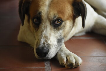 Retrato de un perro blanco y marrón