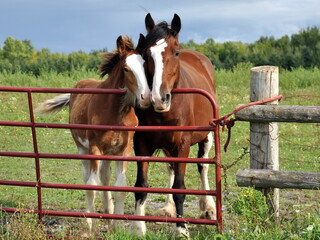 Foal snuggles with mare at gate 