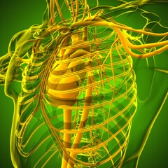 Human Heart With Circulatory System Anatomy For Medical Concept 3D