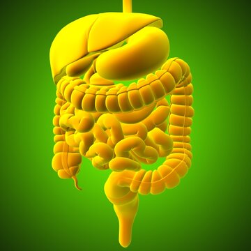 Human Digestive System Anatomy For Medical Concept 3D Rendering