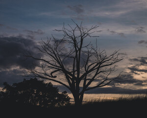 Fototapeta na wymiar Tree at sunset 