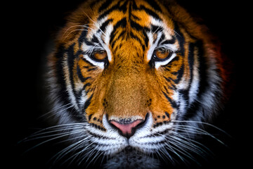 The bengal tiger's eyes and face on a black background