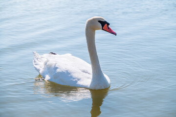 Graceful white Swan swimming in the lake, swans in the wild. Portrait of a white swan swimming on a lake.