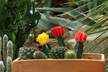 various cactus with flowers in garden