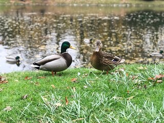 Ducks on the lake. Beautiful ducks. Ducks. 