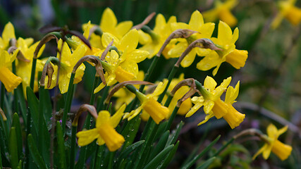 Fototapeta premium yellow daffodils in the garden