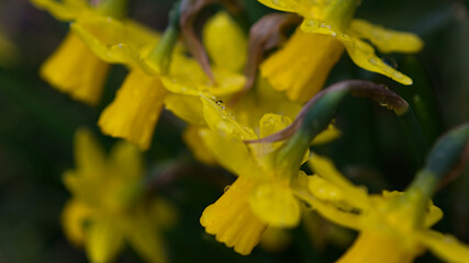 yellow flower