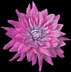 dahlia flower  pink . Flower isolated on  the black background. No shadows with clipping path. Close-up. Nature.