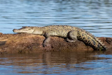 Foto auf Acrylglas American crocodile © Kenneth Vargas