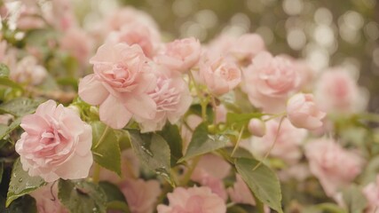 photo of artistic roses in the garden