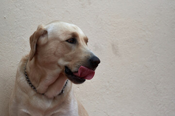 Sand colored labrador retriever dog licking
