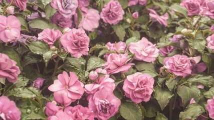 photo of artistic roses in the garden