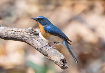 Hill blue flycatcher