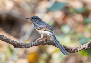 female white-rumped shama