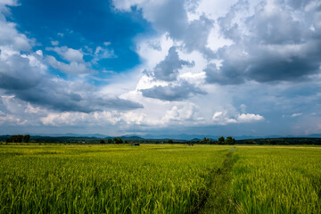 Field of wheat and sky. Beautiful rice field producing yellow grains against blue and white cloudy sky background in rainy season.
