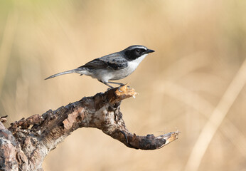Grey Bushchat 