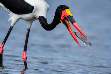 Saddle Billed Storke fishing in Lake Naivasha, Kenya.