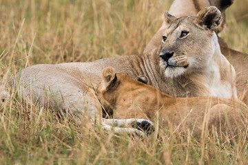Lioness milking her cub.