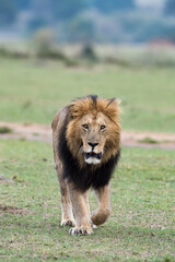 Male lion called Blacky of Maasai Mara shot head-on.