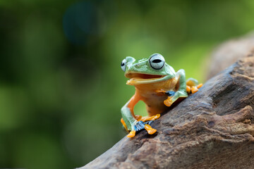 Black-webbed tree frog on a tree trunk