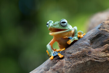 Black-webbed tree frog on a tree trunk