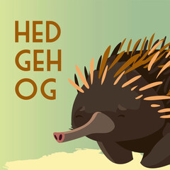 hedgehog australian animal wildlife native