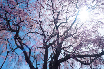 【福島】満開の五斗蒔田桜の花弁アップ