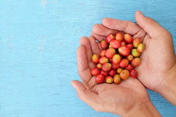 Top view of male farmer hands holding bright red ripe coffee berries in blue background. 