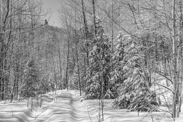 Snow covered winter trail