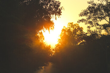 beautiful landscape of sunset in the woods in forest