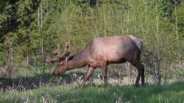 Elk in the Canadian Rockies
